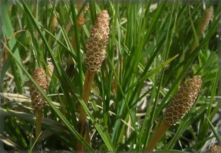 为什么人们能够找到金矿之类的贵重金属矿区,也是从这些植物的特征来