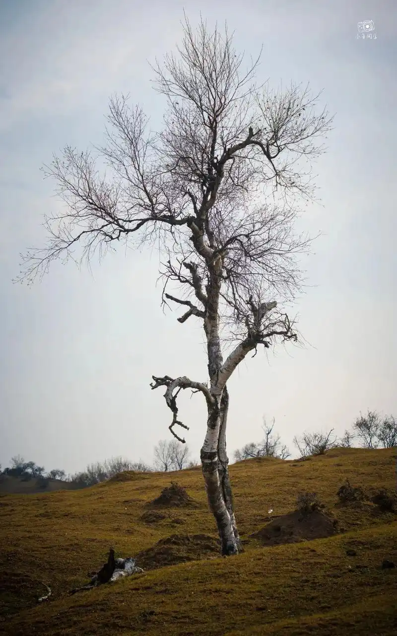 多见树木少见人