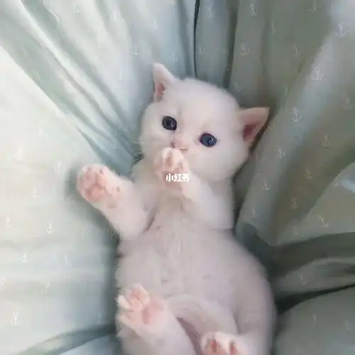 超可爱的小猫找家长啦_猫咪_辛集市攻略_银渐层_英短_宠物_猫_晒猫