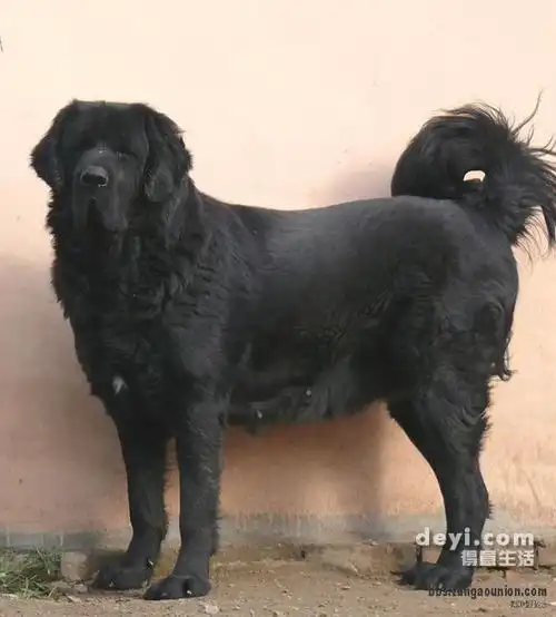 武昌这里谁丢了狗狗【【虎头藏獒】】,全黑色的.【被人 .