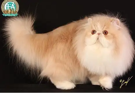 宠物级别白色波斯猫180算贵么?蓝眼.