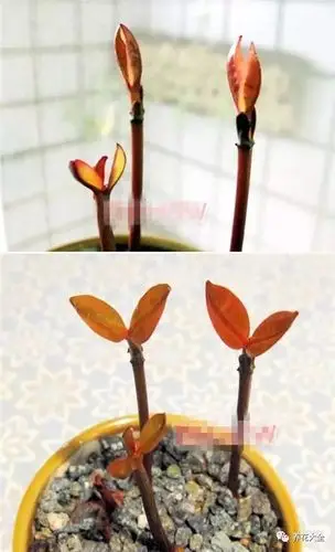 芒果山竹吃完还能这样干?以后千万别扔