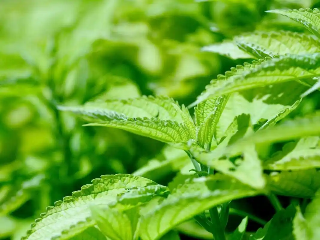 绿叶植物护眼微距高清桌面壁纸