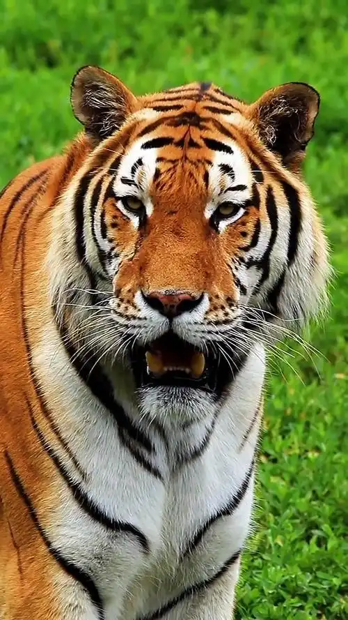 伸手就能揪到胡子,张嘴就能咬到鼻子,近距离看大猫 东北虎