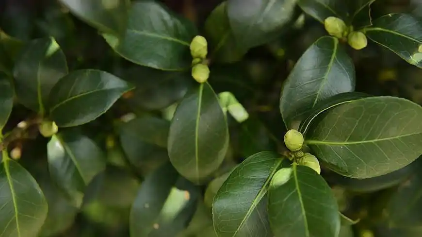 茶花,花苞落了,叶子也秃了,都是这4点没做好