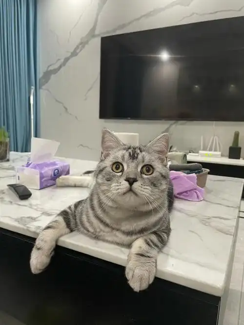 快八个月的小猫,抱出去都感觉可大,体重蹭蹭涨,十二斤了都,会不会太胖