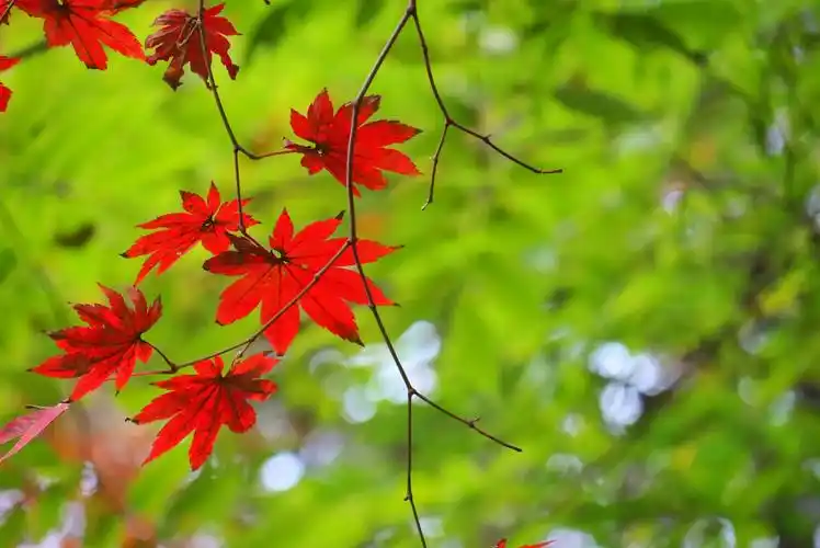 浪漫枫叶季10.20