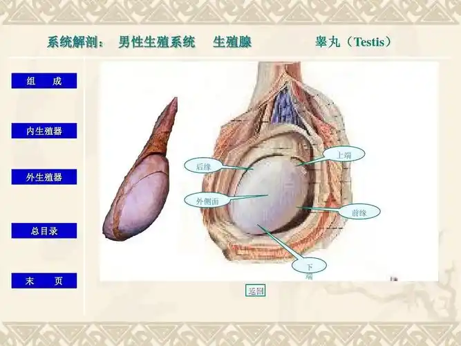 系统解剖: 男性生殖系统 组 成 生殖腺 睾丸(testis) 内生殖器 上端