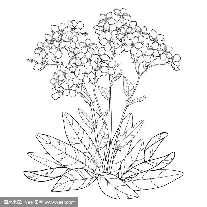 向量花束与轮廓勿忘我或肌束花,束,芽和叶在黑色孤立在白色的背景.