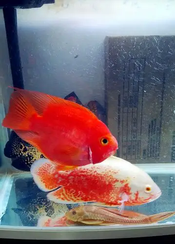 地图鱼怎么分公母啊?