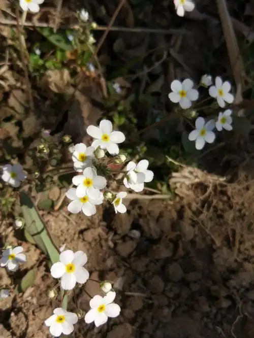 点地梅‖白色的一种像满天星的野花