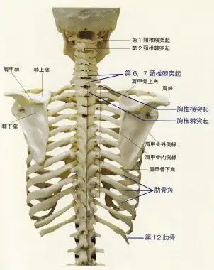 触诊-骨性标志点16-胸椎棘突起 - 简书