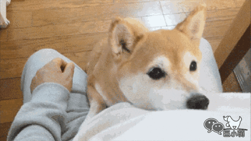 狗摇尾巴时,究竟在想什么?