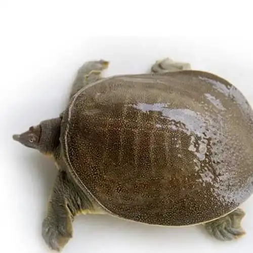 7-2.2鲜活水产包邮图片