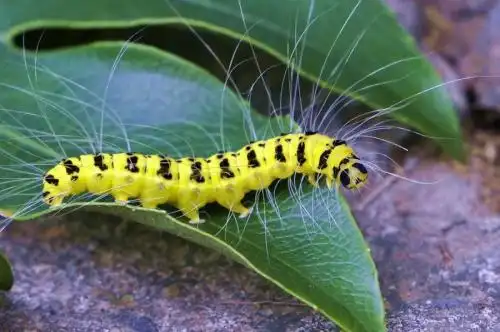 这是什么品种的蛾子,有幼虫图吗?