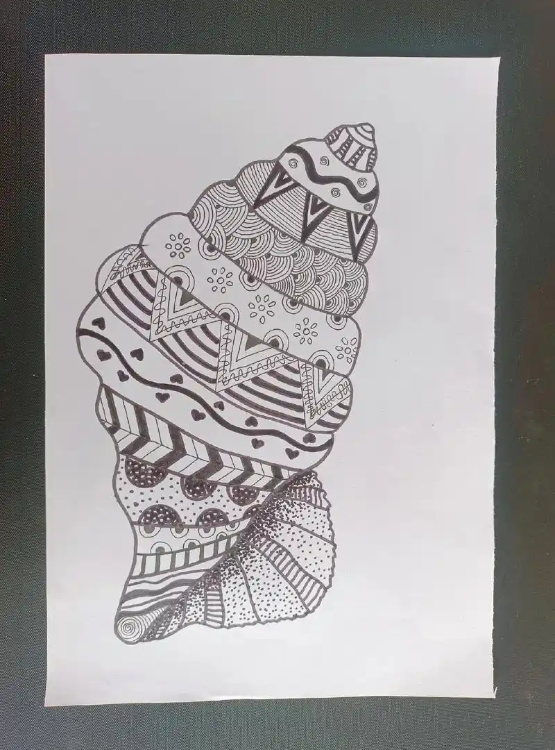 海螺线描练习.#美术老师的日常 #绘画分享 #线描绘画 #黑 - 抖音