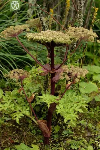 07449 angelica apaensis阿坝当归【可以处理】2014-08-08xx-sc (2).