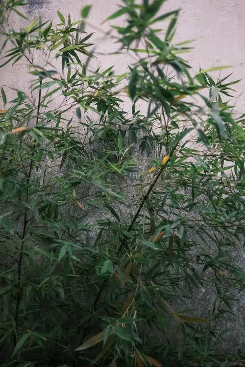 苏州的竹子|摄影|风光摄影|糖糖的早茶 - 原创作品 - 站酷 (zcool)