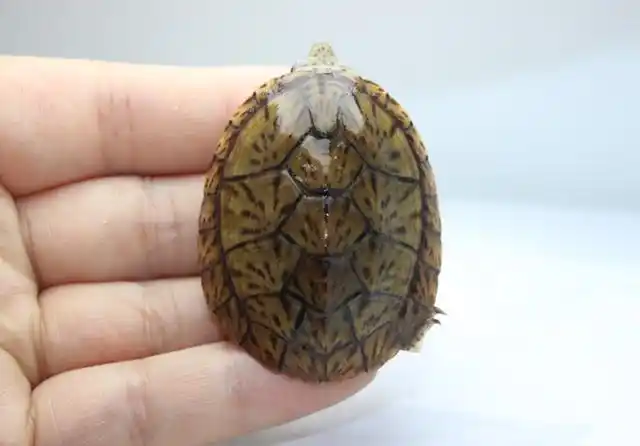 麝香龟是一种体型不是很大的乌龟,它们的背部有点状