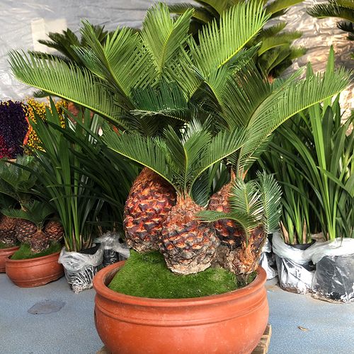 妙点精品铁树盆栽多头艺术名贵盆景送礼植物大型绿植