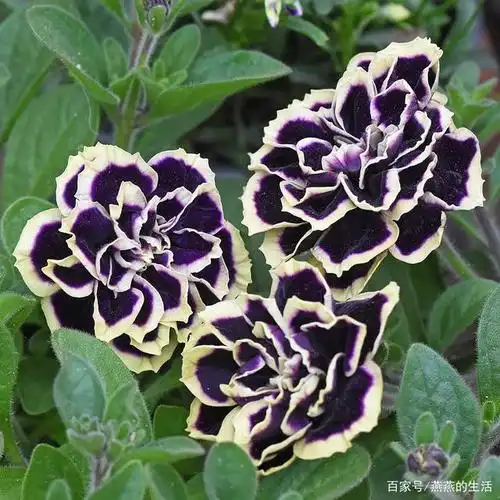 重瓣矮牵牛花花苞变黄花苞萎蔫一碰就掉如何处理?