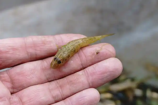 农村非常稀少的几种野生小鱼,你看看认识几种