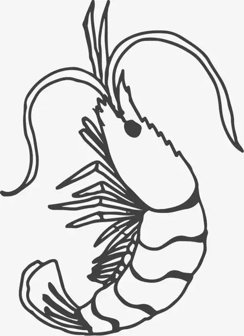 学简笔画虾简笔画幼师大虾兴趣怎么教孩子一步一步画虾简笔画步骤图解