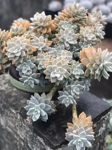 淡雪紫雾与韩彩莲的区别