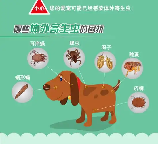 京选推荐跳蚤药狗狗宠物猫咪杀虱子防螨虫去除跳骚体外驱虫药洗澡香波