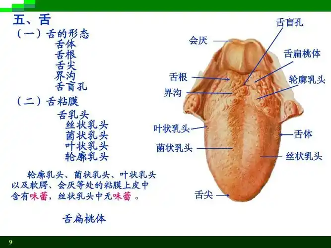 盲孔 (二)舌粘膜 舌乳头 丝状乳头 菌状乳头 叶状乳头 轮廓乳头 会厌