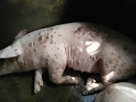 猪被蚊子咬后长红点,其它都还好,就这条变严重了.不知道是什么病?