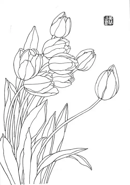 素材| 一组郁金香花卉白描图