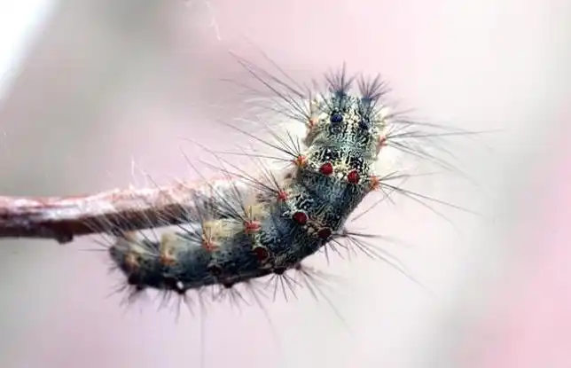 被洋辣子蜇过该怎么办?老农告诉你:这几个方法可以解决