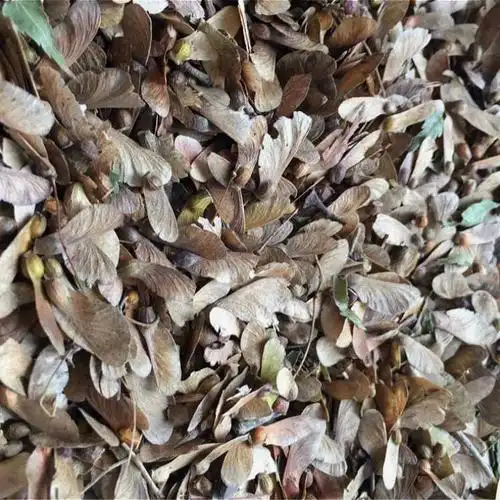 精选鸡爪槭种子 昊天种业品质保证