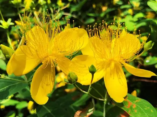 【花卉类】福建农林大学·金丝桃