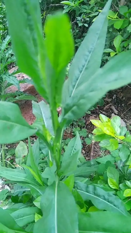 田园绿野乡味  这野菜看到的人多,会吃的人少,你见过吃过吗?