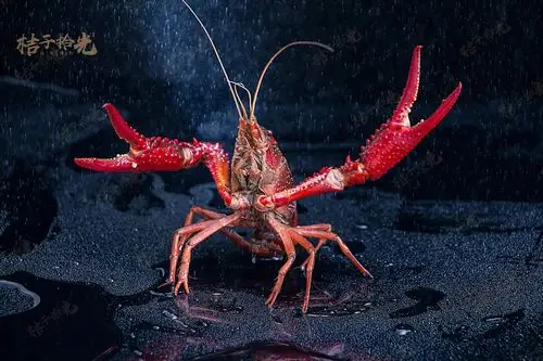 我只是一只小龙虾丨超跑龙虾&桔子拾光美食摄影