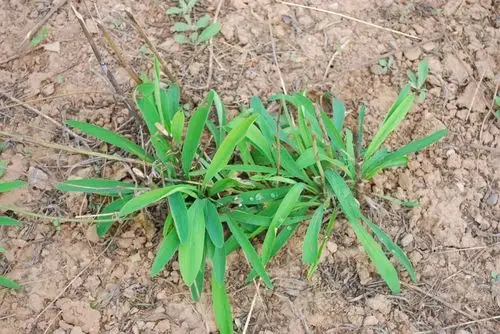 5,柴胡(北柴胡 bupleurum chinense)