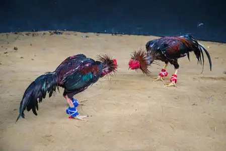 泰国斗鸡图片-泰国斗鸡素材-泰国斗鸡插画-摄图新视界