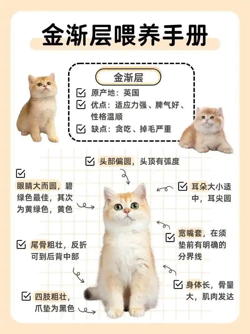每天带你了解一种猫——金渐层93新手攻略 - 抖音