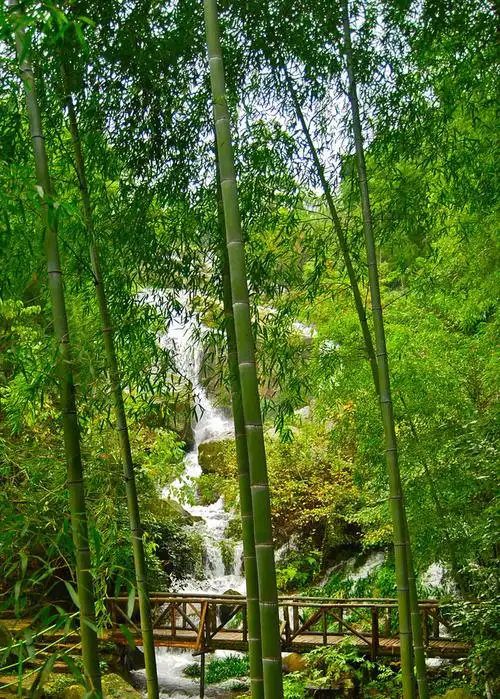 涧水无声绕竹流