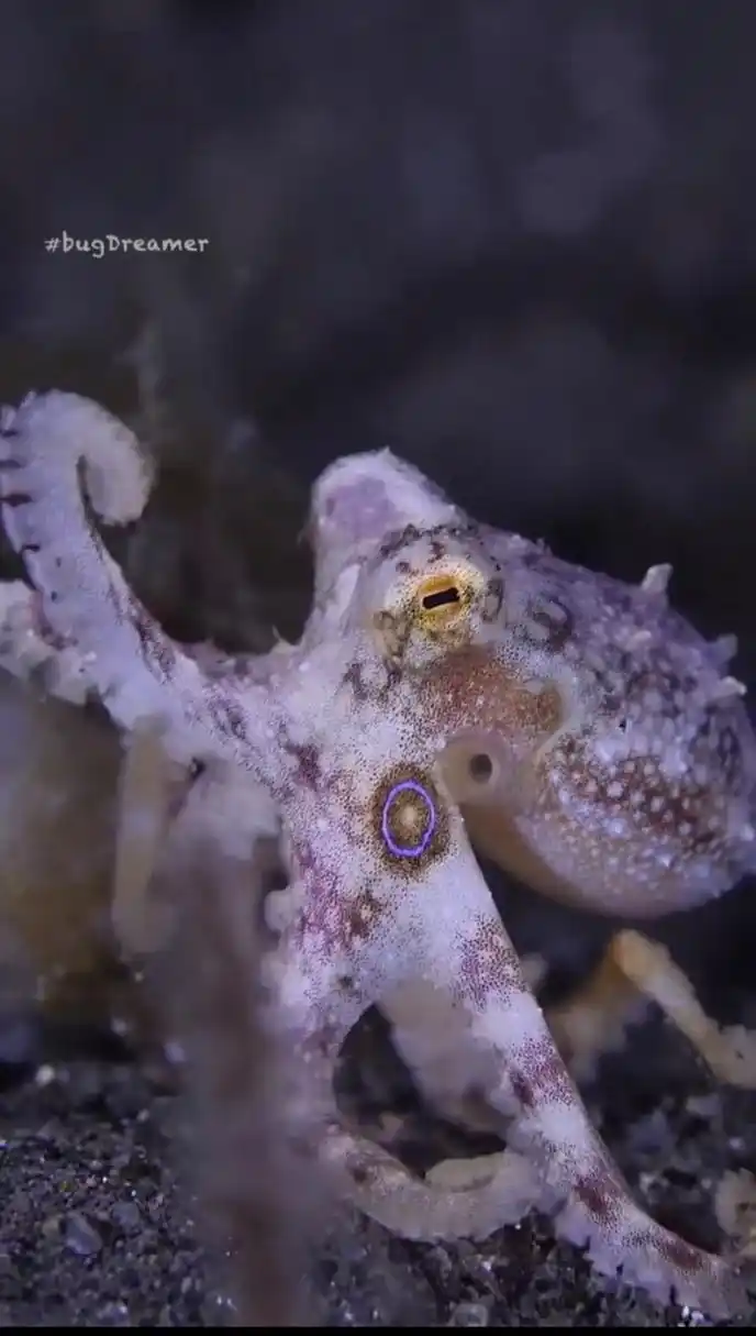 蓝环章鱼(拉丁学名:hapalochlaen maculosa),俗称蓝圈章鱼,豹纹蛸