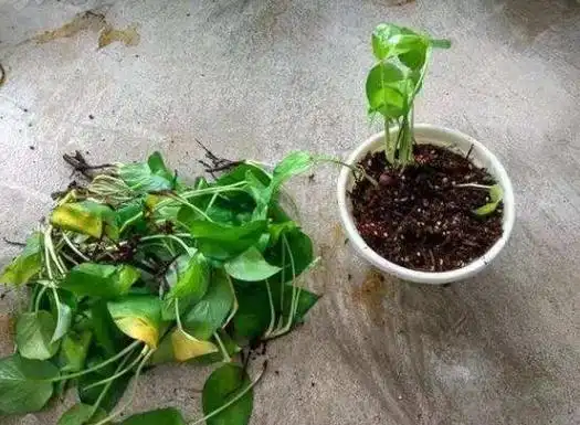 水培绿萝从哪里剪根