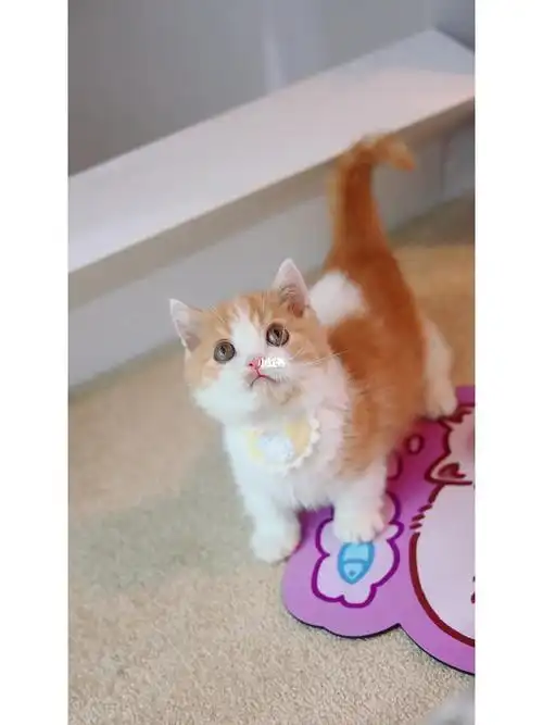 温州矮脚猫舍 小橘子92橘色矮脚曼基康