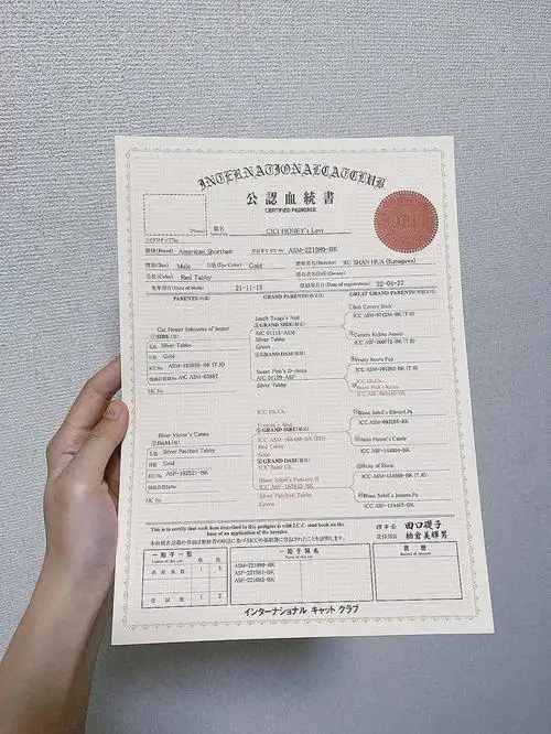东京猫猫牙牙崽的血统证终于来啦