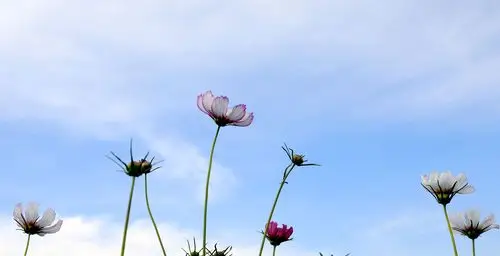 蓝天下的格桑花