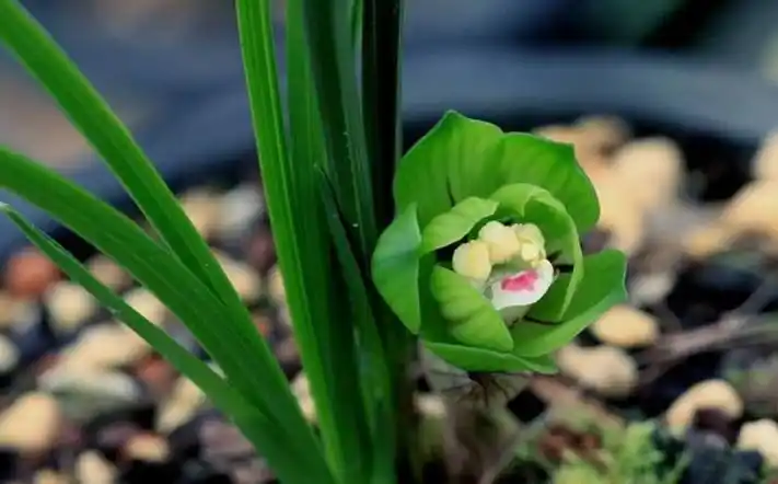 名贵兰花,名贵兰花品种-图片大观-奇异网