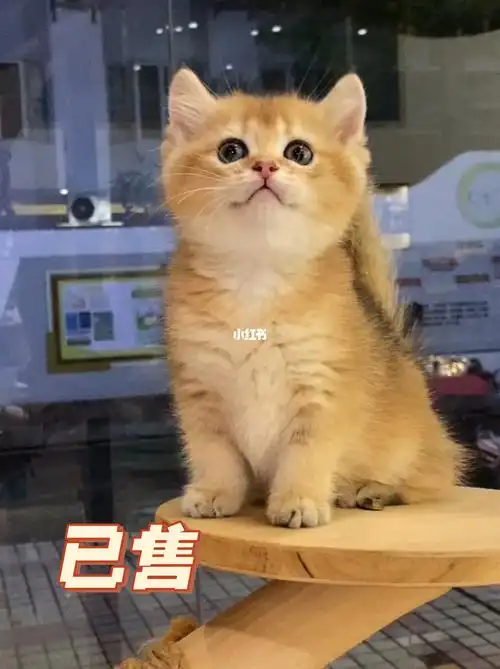 ny25色金渐层妹妹