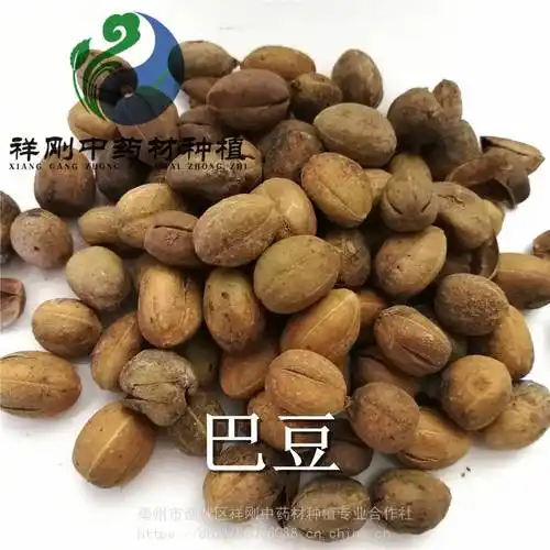 巴豆巴豆药用用法及用量双眼龙药用有什么药效