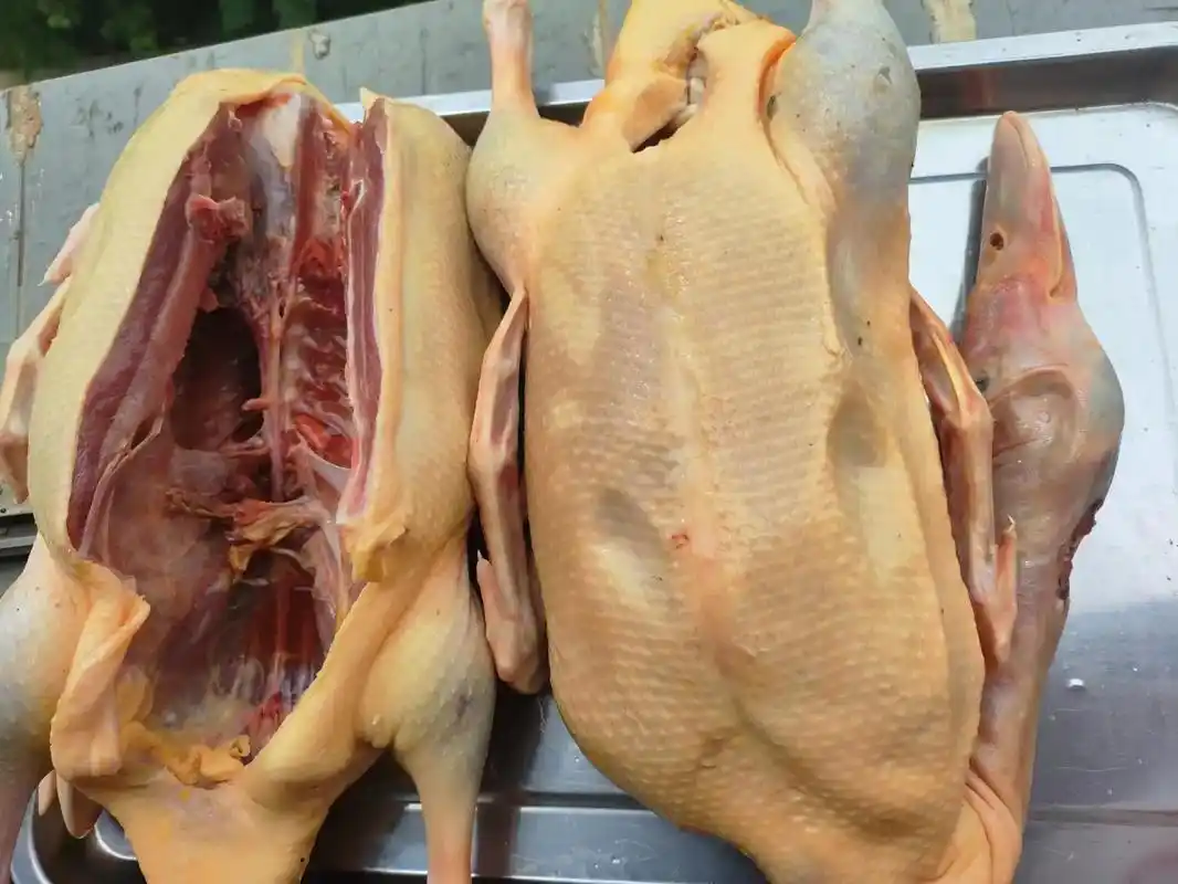 亲戚家的!农村自己放养土鸭子一年 - 抖音